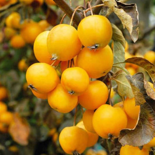 Яблоня Китайка золотая ранняя: описания сорта, фото и отзывы