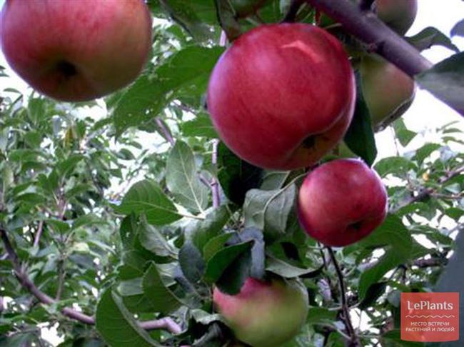 Вид плодовой культуры: Яблоня, сорт: МАЯК ЗАГОРЬЯ. Подробное описание, характеристики, достоинства и недостатки.