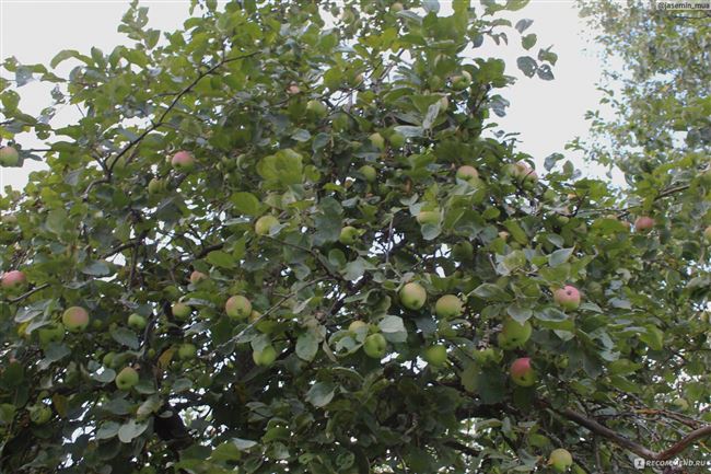 Садовая Яблоня сорта Новелла