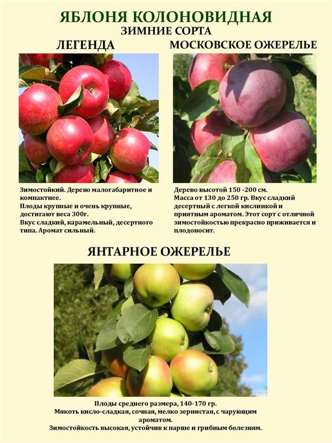 Яблоня Патриот — Питомник “Школьный сад”