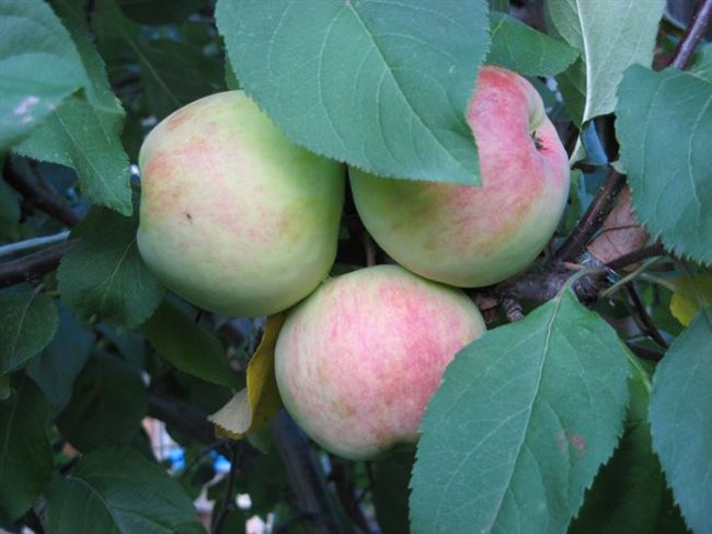 Описание сорта яблонь Первоуральское, характеристики плодов и регионы выращивания