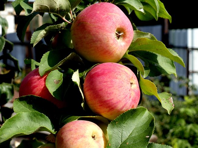 Описание сорта яблонь Персиянка, характеристика урожайности и регионы выращивания