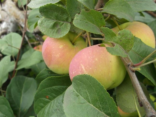 Зимостойкая яблоня Подарок садоводам: описание, фото, отзывы