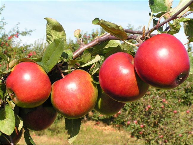Описание сорта яблони Поспех