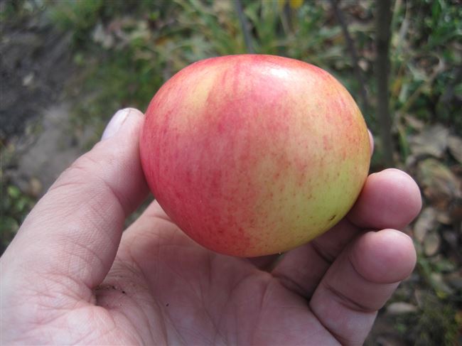 Описание сорта яблони Приземленнное
