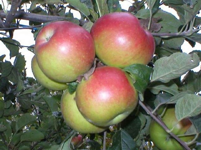 Первая среди равных — яблоня сорта Прима
