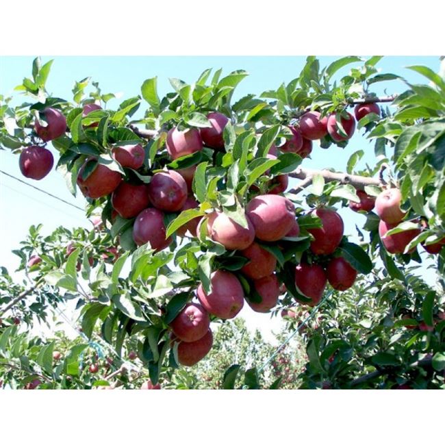 Яблоки Ред Чиф: описание и характеристики сорта, правила выращивания, отзывы