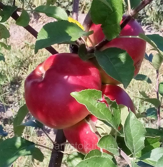 Высокоурожайная летняя яблоня Ред фри