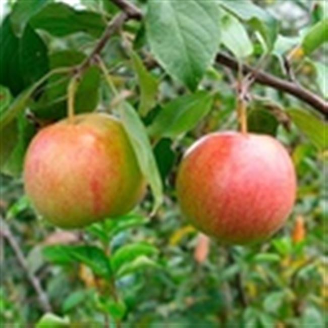 Яблоня Родниковая — сорт, произведший фурор в кругах садоводов