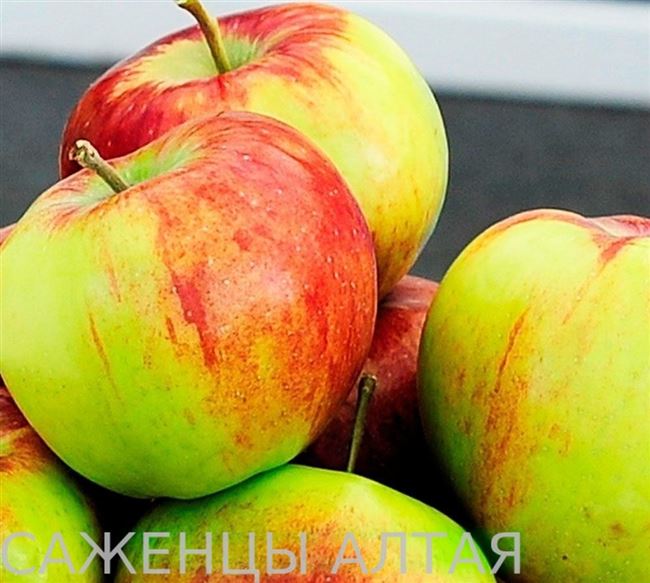 Разнообразная яблоня Россошанское