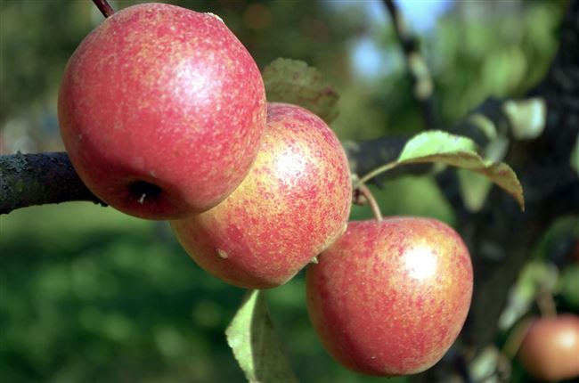 Яблоня Талисман — Сорта яблони  — Сорта плодово-ягодных культур — Сайт о садоводстве