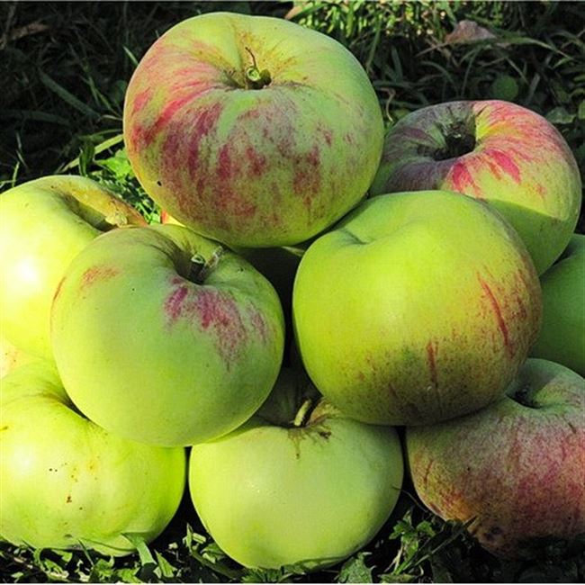 Сорт яблони Татьяна: подробные описание и фото яблони