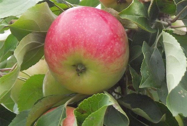 Характеристики и описание сорта яблонь Теллиссааре, сроки плодоношения и устойчивость к заболеваниям