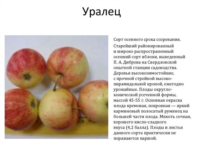 Описание сорта яблони Уралец