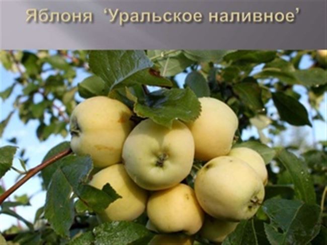 Описание яблони Уральское Наливное — 9ogorod
