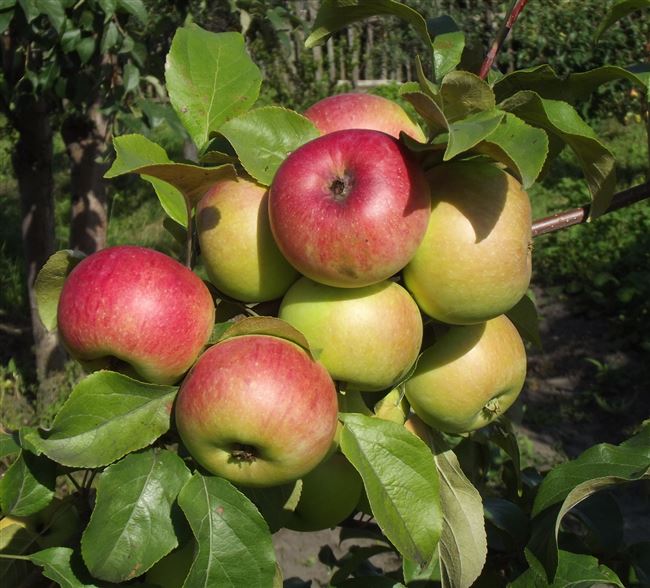 Сорта яблок — ТОП-30 самых вкусных, сладких и урожайных сортов (поздних, ранних, зимних и осенних). 120 фото основных видов