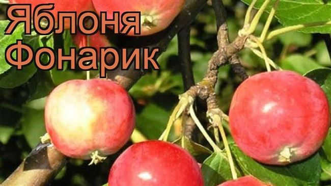 Описание сорта яблони Фонарик: фото яблок, важные характеристики, урожайность с дерева