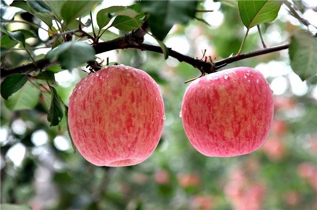 Новые промышленные сорта яблони компании Mazzoni устойчивые к грибковым болезням  |  АППЯПМ