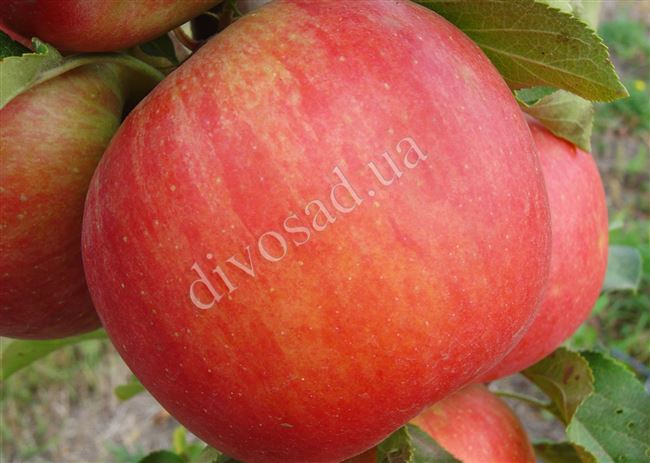 Яблоня Чемпион Рено – описание сорта, особенности выращивания