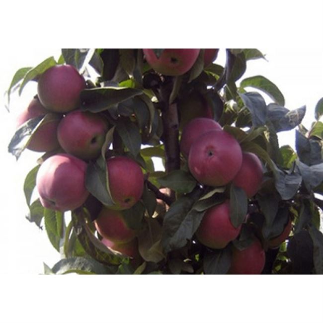Колоновидная яблоня Червонец: описание сорта, фото, отзывы