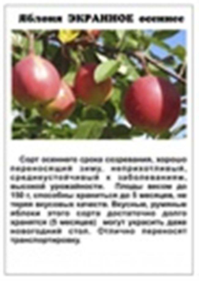 Описание сорта яблони Экранное: фото яблок, важные характеристики, урожайность с дерева