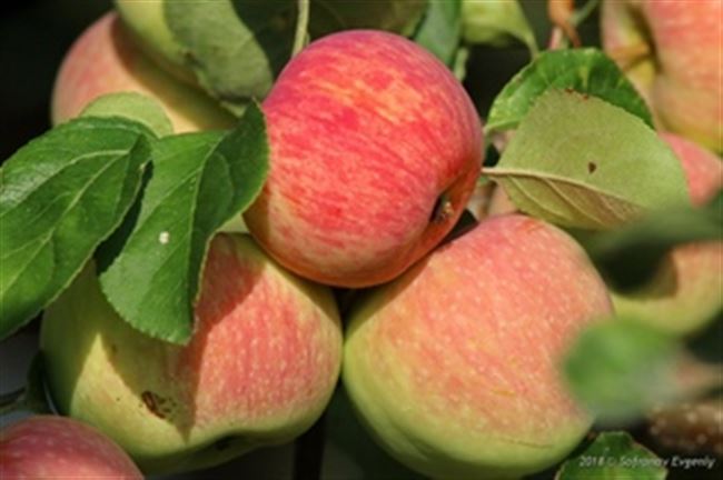 Яблоня Яблочный спас: фото и описание сорта, отзывы