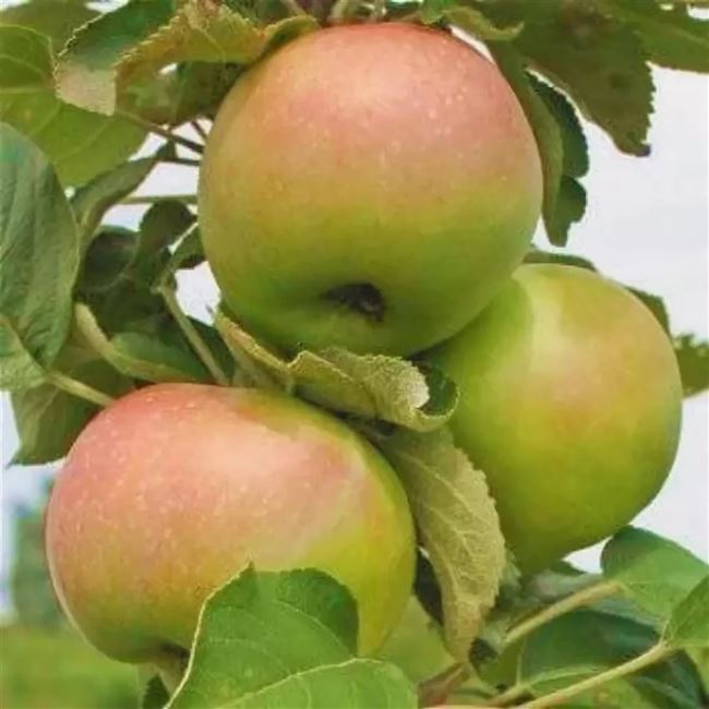 Янтарное Ожерелье: описание колоновидной яблони, отзывы, фото и особенности выращивания и ухода