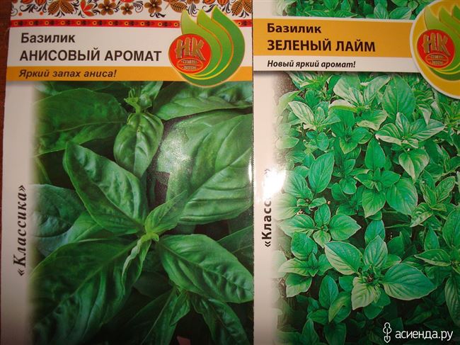 Классификация базиликов, какие существуют сорта пряного растения. Обсуждение на LiveInternet — Российский Сервис Онлайн-Дневников