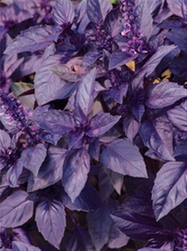 Базилик овощной фиолетовый: выращивание из семян разных сортов, посадка и уход
