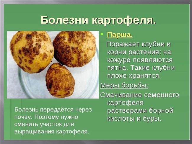 Болезни картофеля в картинках: описание и способы лечения