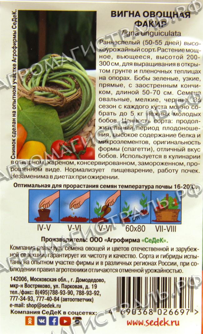 Вигна Кудесница: выращивание из семян, описание сорта, фото