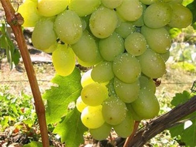 Ароматный и сладкий виноград «Августа»