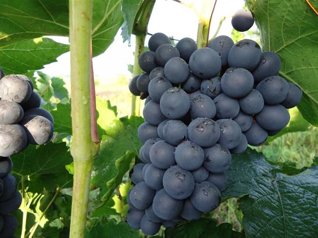Сорт винограда Агат Донской, описание с характеристикой и отзывами, особенности посадки и выращивания, фото