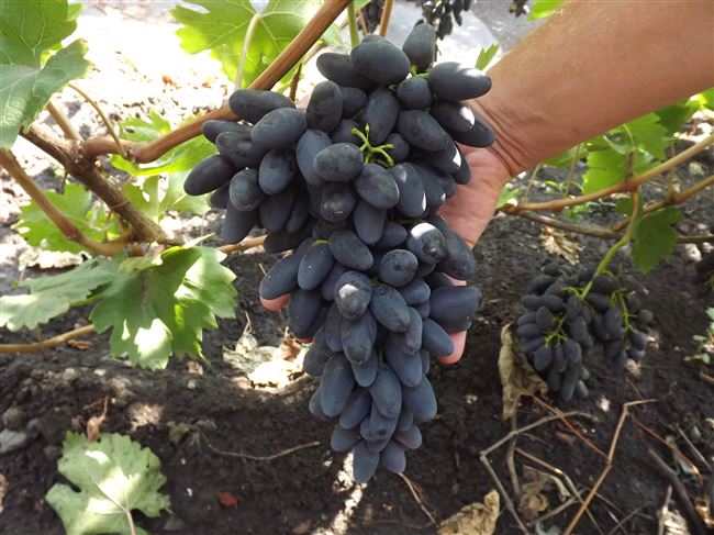 Высокоурожайный виноград сорта Академик: свойства, характеристика, способы размножения, особенности посадки и выращивания. Основные преимущества и недостатки.