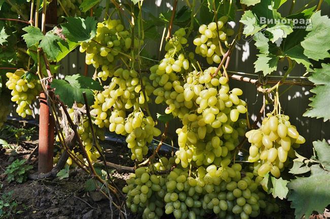 Сорт винограда Аркадия: фото, отзывы, описание, характеристики.