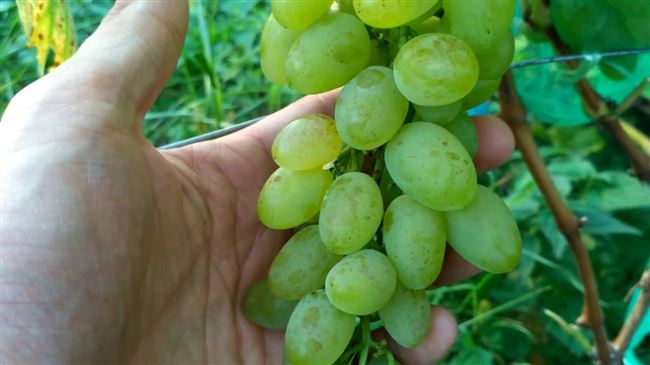 Виноград баклановский имеет большое число преимуществ. Имеет высокие вкусовые и качественные характеристики, с минимальным уходом.