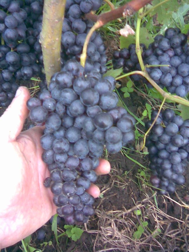 Виноград сорт Бастардо – посадка и выращивание