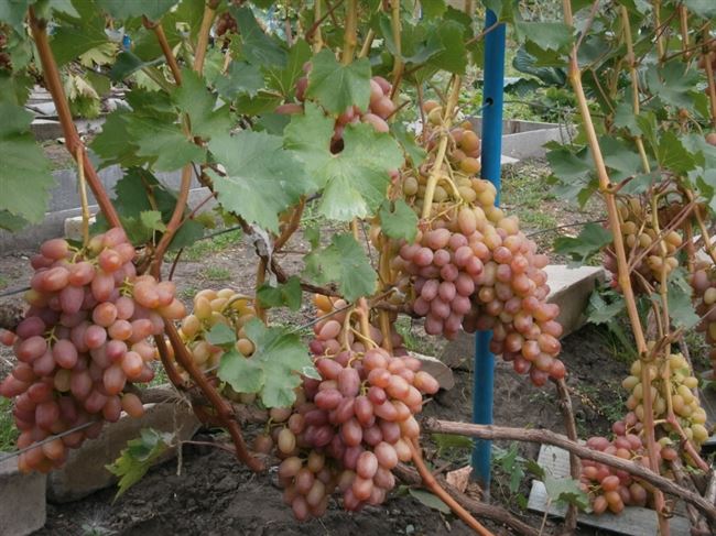 Виноград «Гелиос» — перспективный сорт