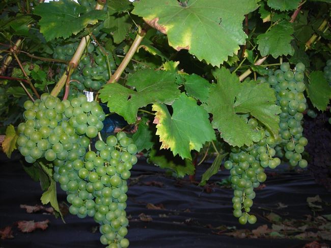 Винограды «Магарача»: описание трёх известных сортов – Цитронный, Ранний и Подарок Магарача