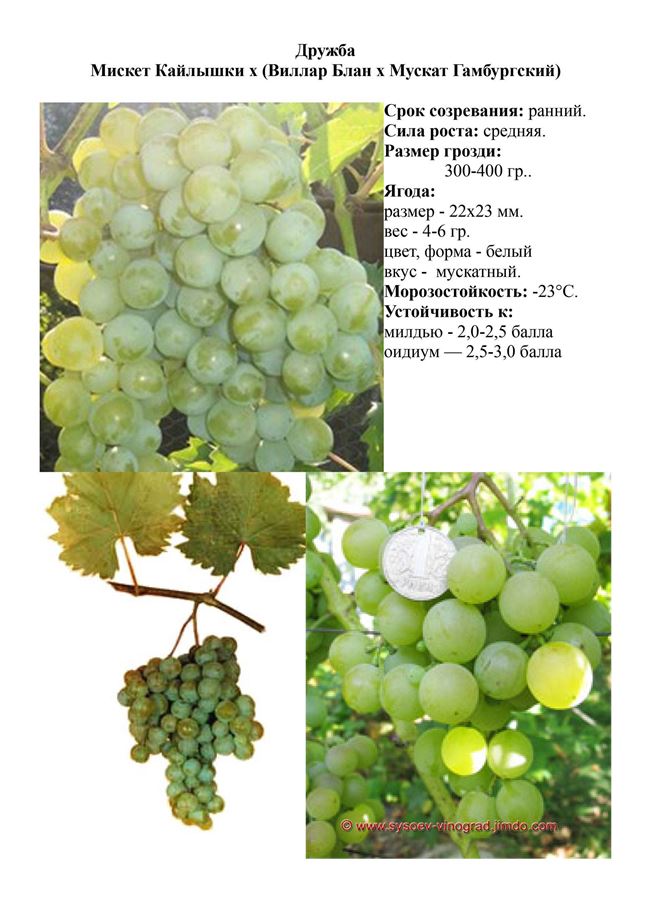 Виноград Дружба: описание сорта, фото, отзывы, характеристики и технология выращивания