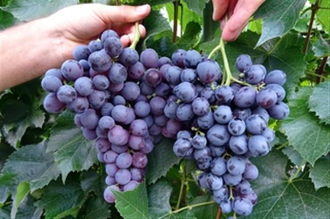 Виноград, вызывающий восторг — сорт «Зарево»