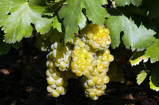 Виноград Италия мускат: отзывы, описание сорта, фото