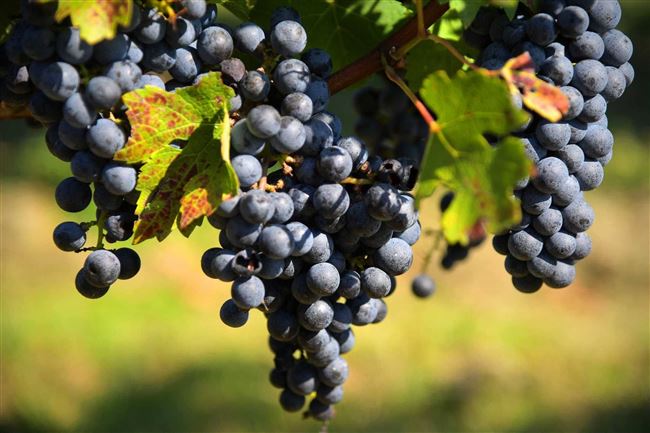 Классика виноделия — сорт винограда Каберне