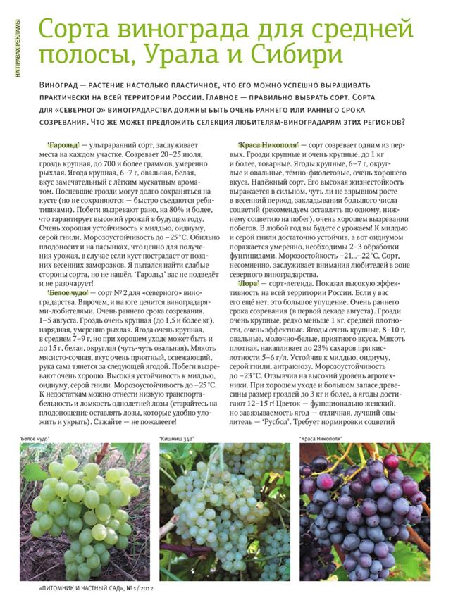Карагай: уфимский фермер будет делать вино из местного винограда — About Wine Online