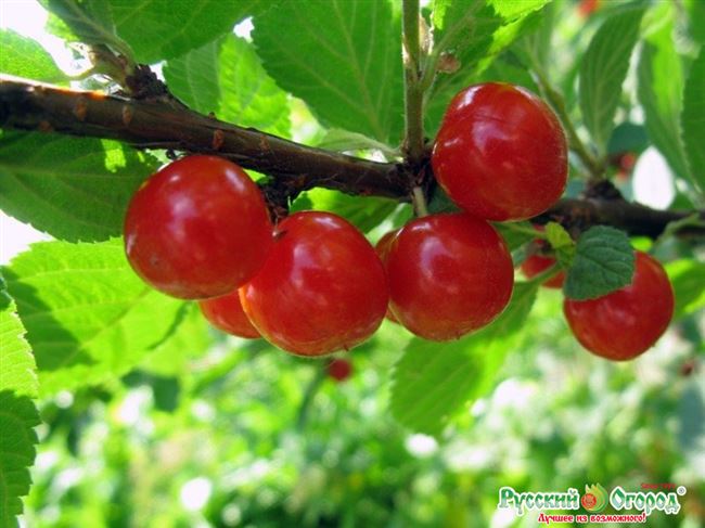 12 лучших сортов войлочной вишни с фото и описанием