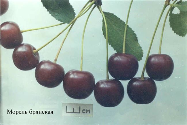Морель (Аморель, Морелло) — Брянская вишня, описание сорта, ягода Бархатная Ночь