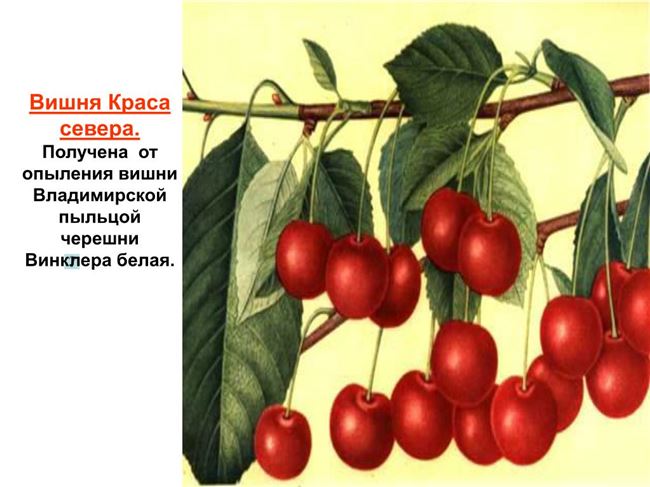 Описание сортов вишни для Сибири и Урала: наши советы садоводам этих регионов