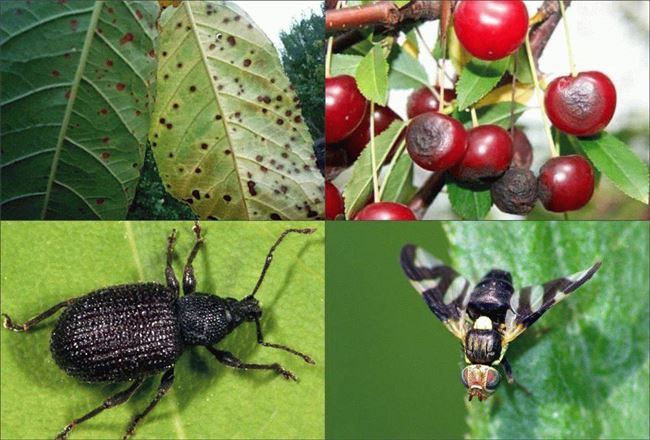 Вредители вишни — инсектицидными средствами, агротехническими мероприятиями, эффективные методы борьбы, уход за вишневым деревом