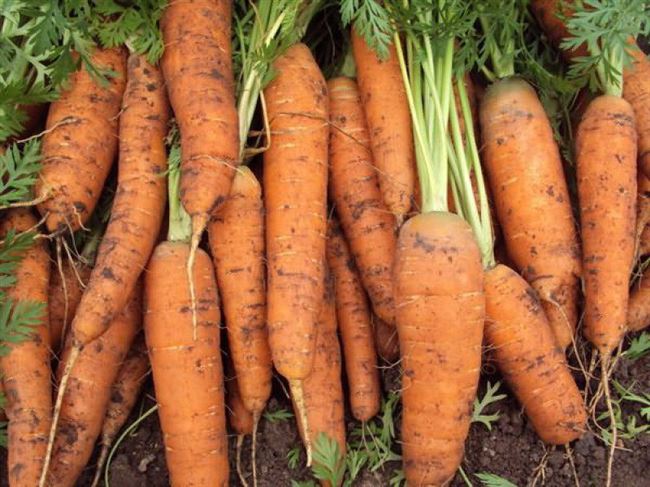 Морковь Барышня, 0,5г Эксклюзивные сорта