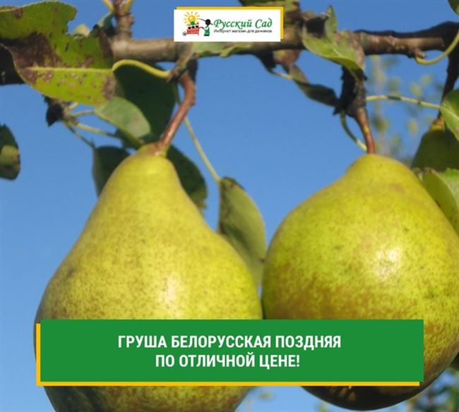 Груша Белорусская поздняя – богатый урожай при минимальном уходе